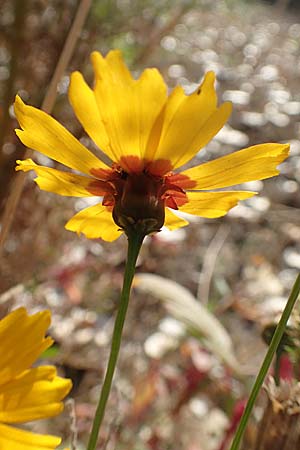 Coreopsis tinctoria \ Sch�ngesicht, M�dchenauge / Plains Coreopsis, Garden Tickseed, D Mannheim 11.10.2018