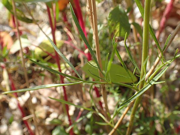 Coreopsis tinctoria \ Sch�ngesicht, M�dchenauge / Plains Coreopsis, Garden Tickseed, D Mannheim 11.10.2018