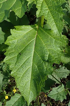 Nicandra physalodes \ Giftbeere / Apple of Peru, D Mannheim 24.10.2019
