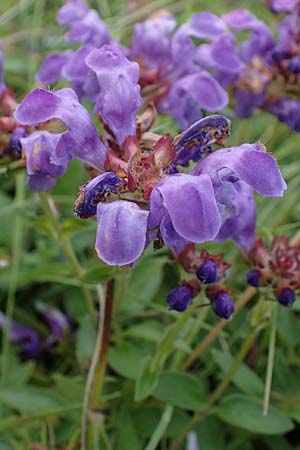 Prunella grandiflora \ Gro&szlig;e Braunelle / Large Selfheal, D Neuleiningen 6.8.2021