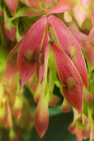 Ailanthus altissima \ Chinesischer G�tterbaum / Tree of Heaven, D Mannheim 31.8.2021