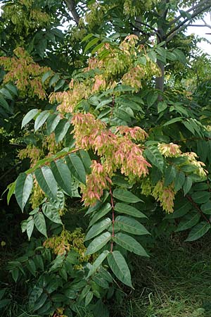 Ailanthus altissima \ Chinesischer G�tterbaum / Tree of Heaven, D Mannheim 31.8.2021
