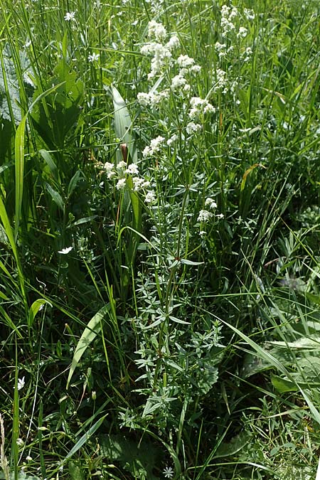 Galium boreale \ Nordisches Labkraut / Northern Bedstraw, D Th&uuml;ringen, Erfurt 13.6.2022