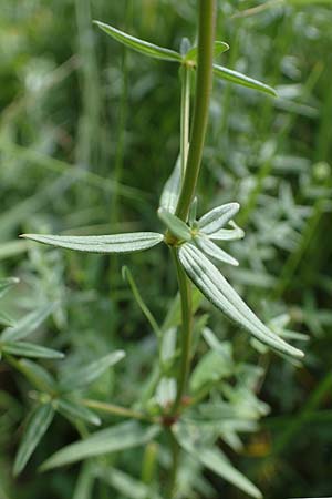 Galium boreale \ Nordisches Labkraut / Northern Bedstraw, D Th&uuml;ringen, Erfurt 13.6.2022