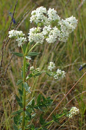Galium boreale \ Nordisches Labkraut / Northern Bedstraw, D Rh&ouml;n, Wasserkuppe 19.6.2023