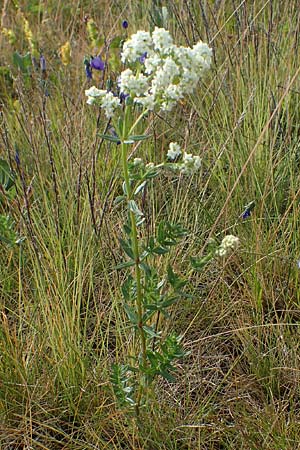 Galium boreale \ Nordisches Labkraut / Northern Bedstraw, D Rh&ouml;n, Wasserkuppe 19.6.2023