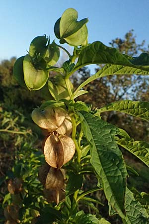 Nicandra physalodes \ Giftbeere / Apple of Peru, D Mannheim 27.10.2024