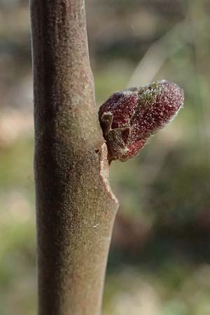 Ailanthus altissima \ Chinesischer G�tterbaum / Tree of Heaven, D Mannheim 4.4.2025