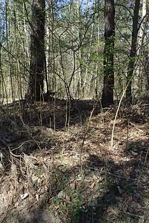 Ailanthus altissima \ Chinesischer G�tterbaum / Tree of Heaven, D Mannheim 4.4.2025