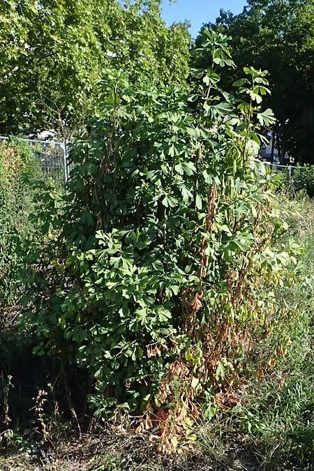 Ginkgo biloba \ Ginkgo / Ginkgo, D Mannheim 24.8.2025