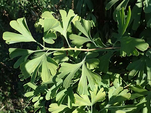 Ginkgo biloba \ Ginkgo / Ginkgo, D Mannheim 24.8.2025