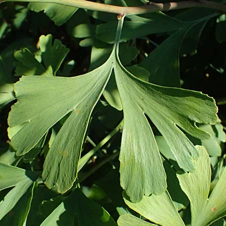 Ginkgo biloba \ Ginkgo / Ginkgo, D Mannheim 24.8.2025