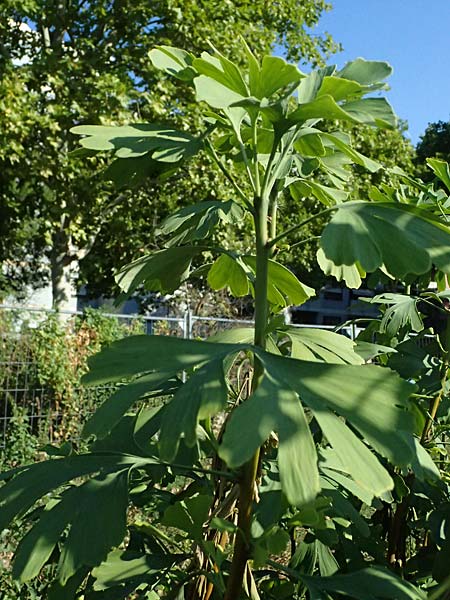 Ginkgo biloba \ Ginkgo / Ginkgo, D Mannheim 24.8.2025