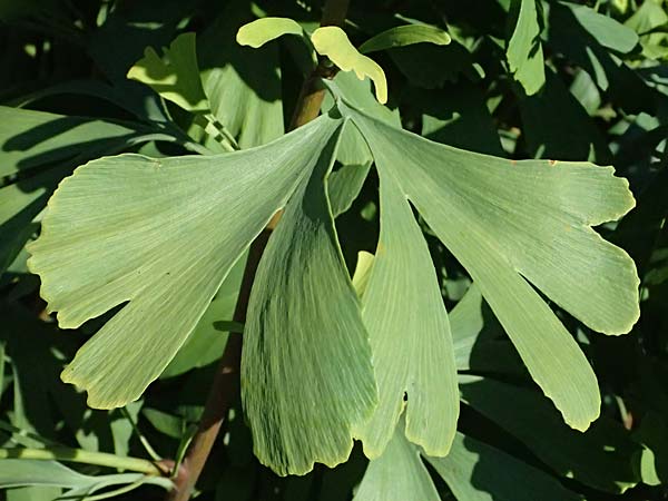 Ginkgo biloba \ Ginkgo / Ginkgo, D Mannheim 24.8.2025