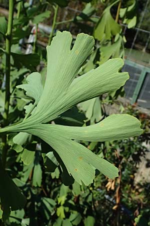 Ginkgo biloba \ Ginkgo / Ginkgo, D Mannheim 24.8.2025