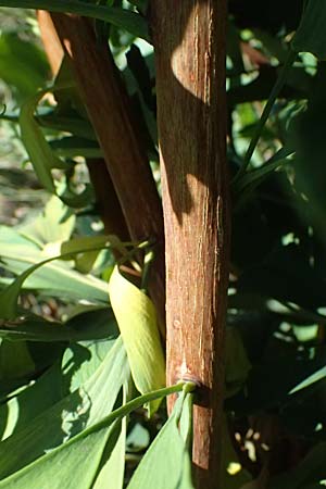 Ginkgo biloba \ Ginkgo / Ginkgo, D Mannheim 24.8.2025