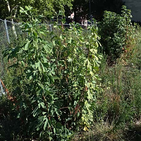 Ginkgo biloba \ Ginkgo / Ginkgo, D Mannheim 24.8.2025