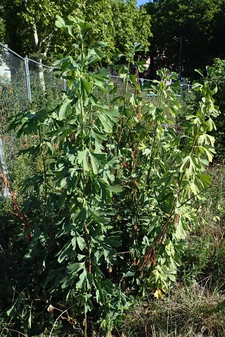 Ginkgo biloba \ Ginkgo / Ginkgo, D Mannheim 24.8.2025