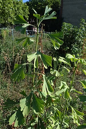 Ginkgo biloba \ Ginkgo / Ginkgo, D Mannheim 24.8.2025