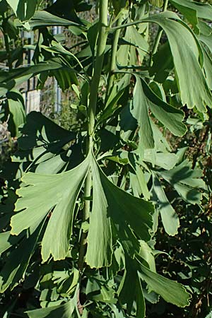 Ginkgo biloba \ Ginkgo / Ginkgo, D Mannheim 24.8.2025