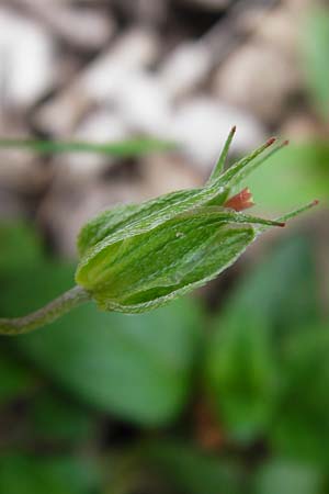 Geranium columbinum \ Tauben-Storchschnabel / Branched Crane's-Bill, D Bensheim 6.5.2015