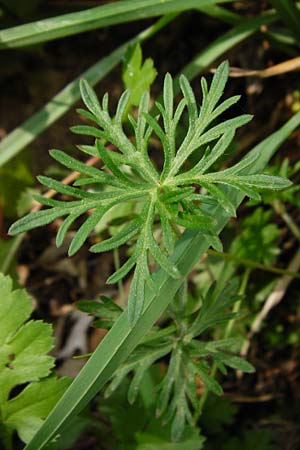 Geranium columbinum \ Tauben-Storchschnabel / Branched Crane's-Bill, D Bensheim 6.5.2015