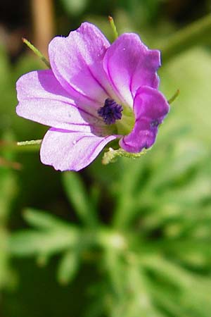 Geranium columbinum \ Tauben-Storchschnabel / Branched Crane's-Bill, D Bensheim 6.5.2015