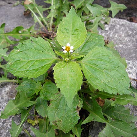 Galinsoga ciliata \ Behaartes Knopfkraut, Behaartes Franzosenkraut / Shaggy Soldier, D Mannheim 20.9.2015
