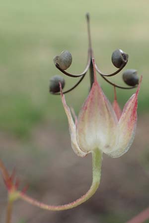 Geranium columbinum \ Tauben-Storchschnabel / Branched Crane's-Bill, D Wald-Erlenbach 30.7.2016