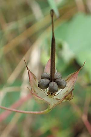 Geranium columbinum \ Tauben-Storchschnabel / Branched Crane's-Bill, D Wald-Erlenbach 30.7.2016