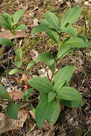 Saponaria officinalis \ Gemeines Seifenkraut / Soapwort, D Mannheim 14.5.2018