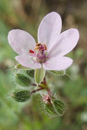 Erodium cicutarium \ Gew�hnlicher Reiherschnabel / Common Crane's-Bill, Philary, D Ludwigshafen 8.6.2021