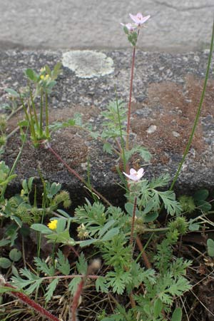 Erodium cicutarium \ Gew�hnlicher Reiherschnabel / Common Crane's-Bill, Philary, D Ludwigshafen 8.6.2021