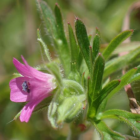 Geranium columbinum \ Tauben-Storchschnabel / Branched Crane's-Bill, D Northeim 22.8.2022