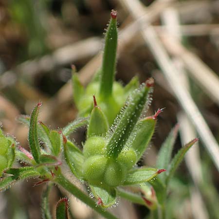 Geranium columbinum \ Tauben-Storchschnabel / Branched Crane's-Bill, D Northeim 22.8.2022