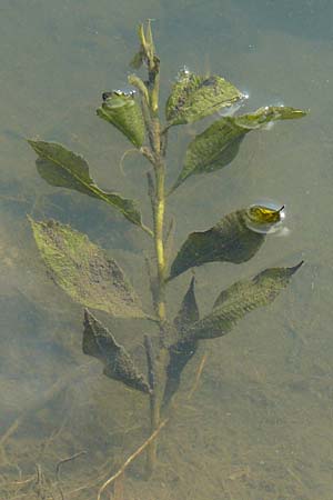 Potamogeton lucens \ Gl�nzendes Laichkraut / Shining Pontweed, D Gro&szlig;-Gerau 21.9.2015