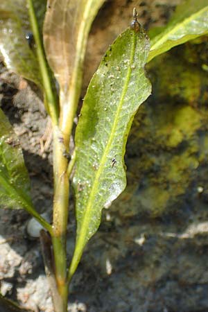 Potamogeton lucens \ Gl�nzendes Laichkraut / Shining Pontweed, D Gro&szlig;-Gerau 21.9.2015