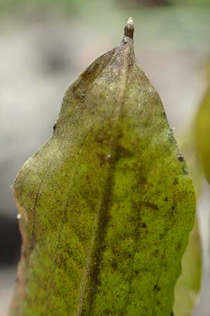 Potamogeton lucens \ Gl�nzendes Laichkraut / Shining Pontweed, D Gro&szlig;-Gerau 21.9.2015