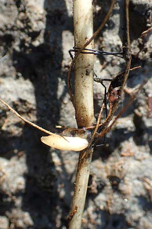 Potamogeton lucens \ Gl�nzendes Laichkraut / Shining Pontweed, D Gro&szlig;-Gerau 21.9.2015