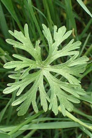 Geranium dissectum \ Schlitzbl�ttriger Storchschnabel / Cut-Leaved Crane's-Bill, D Alsbach-H&auml;hnlein 28.4.2018
