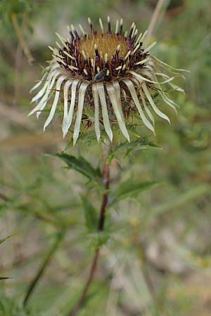 Carlina vulgaris \ Golddistel / Carline Thistle, D Gr&uuml;nstadt-Asselheim 26.8.2021
