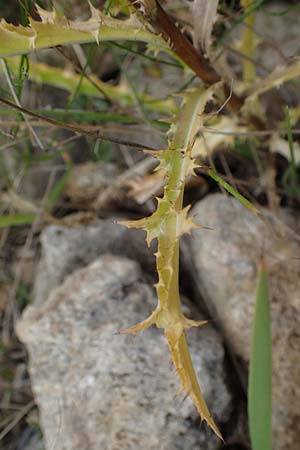 Carlina vulgaris \ Golddistel / Carline Thistle, D Gr&uuml;nstadt-Asselheim 26.8.2021