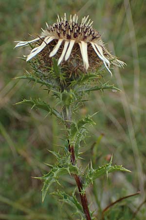 Carlina vulgaris \ Golddistel / Carline Thistle, D Gr&uuml;nstadt-Asselheim 26.8.2021