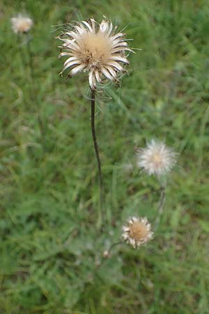 Carlina vulgaris \ Golddistel / Carline Thistle, D Mosbach 13.7.2022