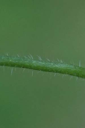 Geranium dissectum \ Schlitzbl�ttriger Storchschnabel / Cut-Leaved Crane's-Bill, D Neckarsteinach 24.8.2024