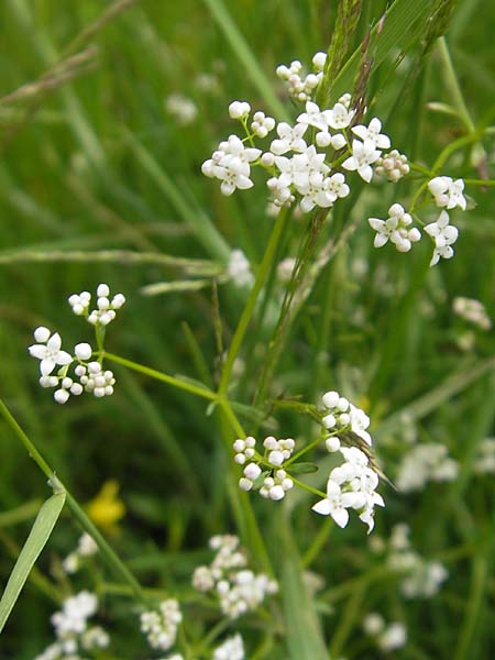 Galium elongatum \ Hohes Sumpf-Labkraut / Great Marsh Bedstraw, D Eppertshausen 12.6.2010