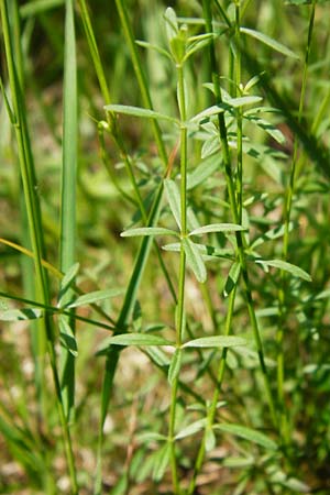 Galium palustre agg. \ Sumpf-Labkraut / Common Marsh Bedstraw, D Ober-Roden 17.6.2015