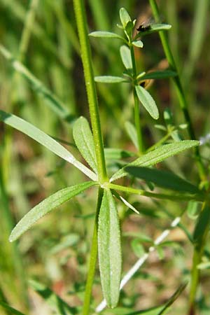 Galium palustre agg. \ Sumpf-Labkraut / Common Marsh Bedstraw, D Ober-Roden 17.6.2015