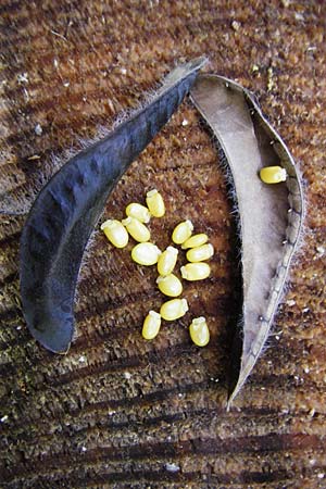 Cytisus scoparius \ Besen-Ginster / Scotch Broom, D Graben-Neudorf 28.6.2015