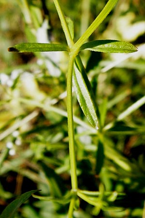 Galium palustre agg. \ Sumpf-Labkraut / Common Marsh Bedstraw, D Leutkirch 10.7.2015